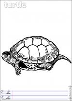 coloriage-tortue-3